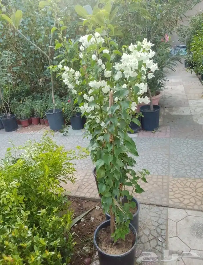 مزارع ومنسق حدائق 3