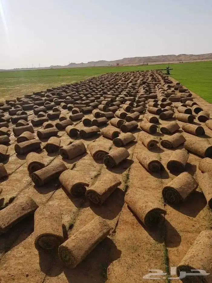مسطحات خضراء 2