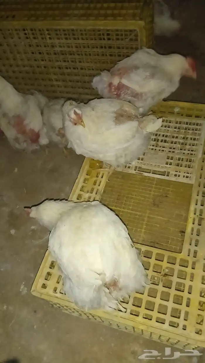 يوجد دجاج امهات وزن 1