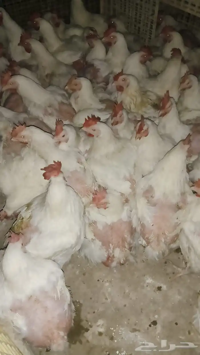 يوجد دجاج امهات وزن 0
