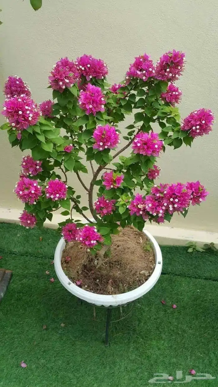 مزارع ومنسق حدائق 1