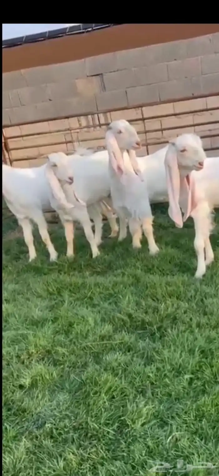 معزا هولنديه 1