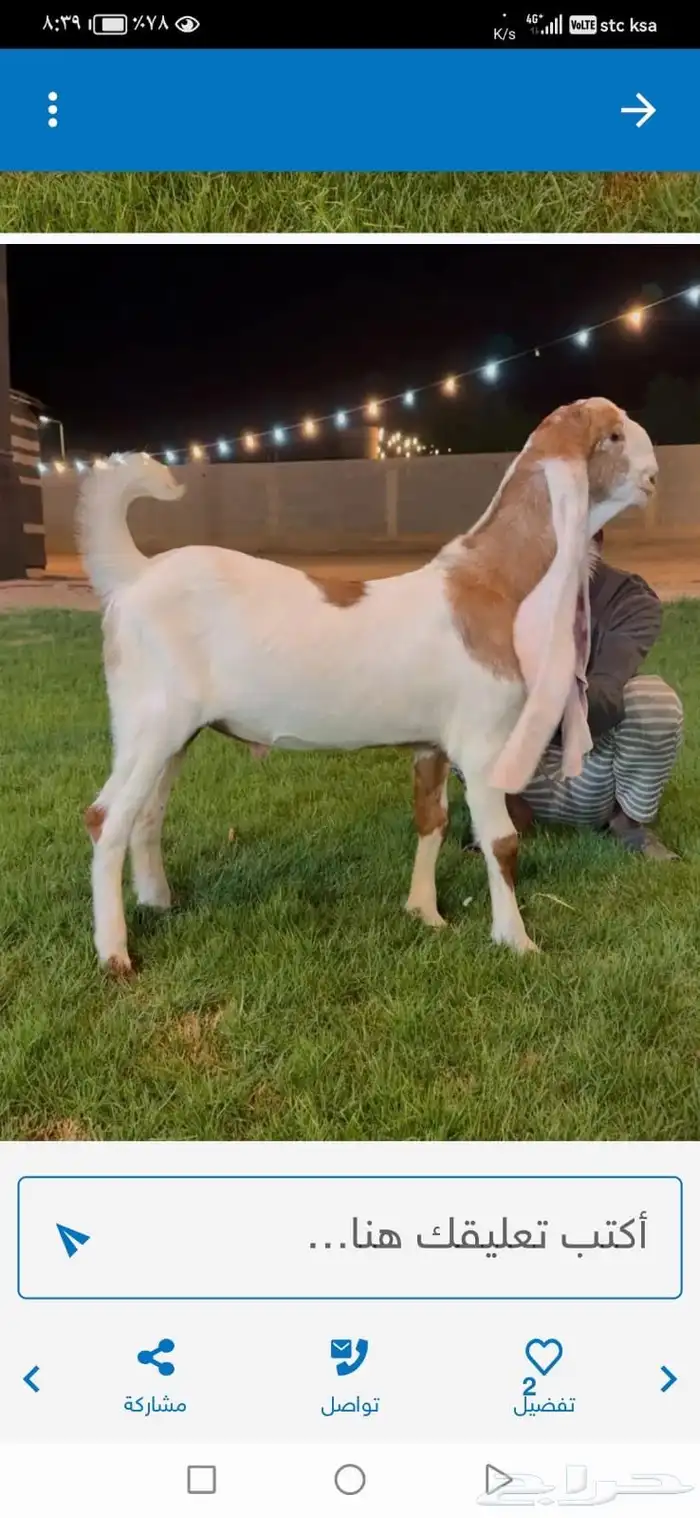 معزا هولنديه 2