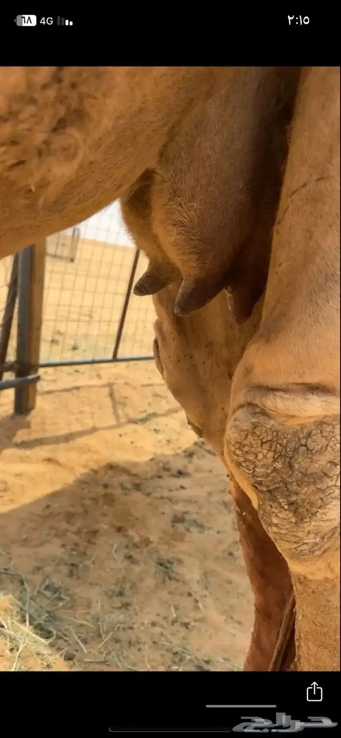 للبيع شعلا مصعد كفو 6