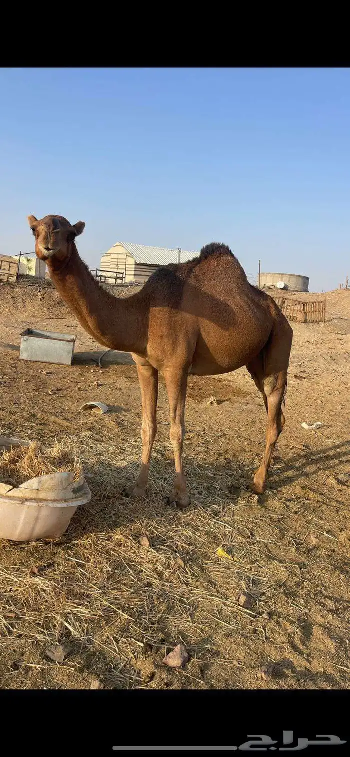 بكار 2 حمر مقاني الحد من 6500 0