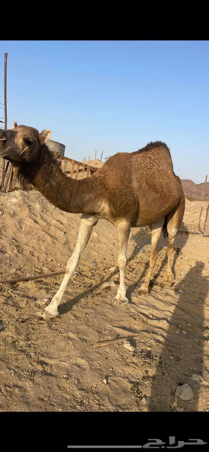 بكار 2 حمر مقاني الحد من 6500 2