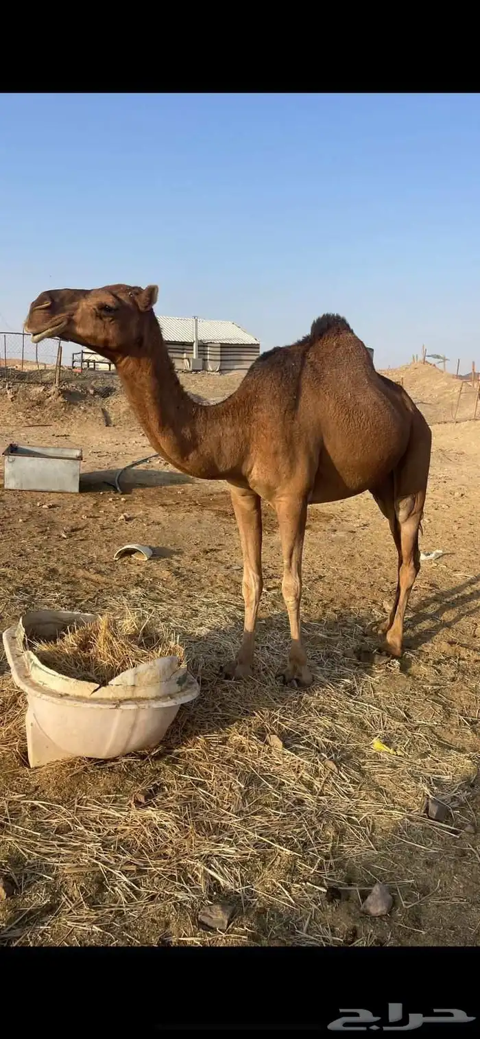 بكار 2 حمر مقاني الحد من 6500 5