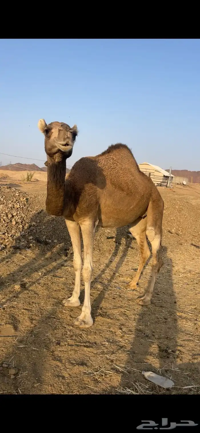 بكار 2 حمر مقاني الحد من 6500 3