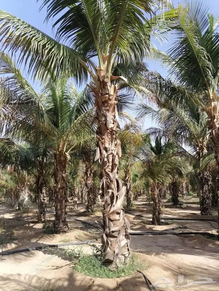 نخل للبيع من جميع المقاسات 27