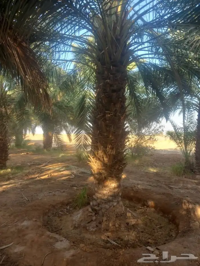 للبيع نخيل عربي مثمر نقايل وفسايل جميع المقاسات والانواع 6