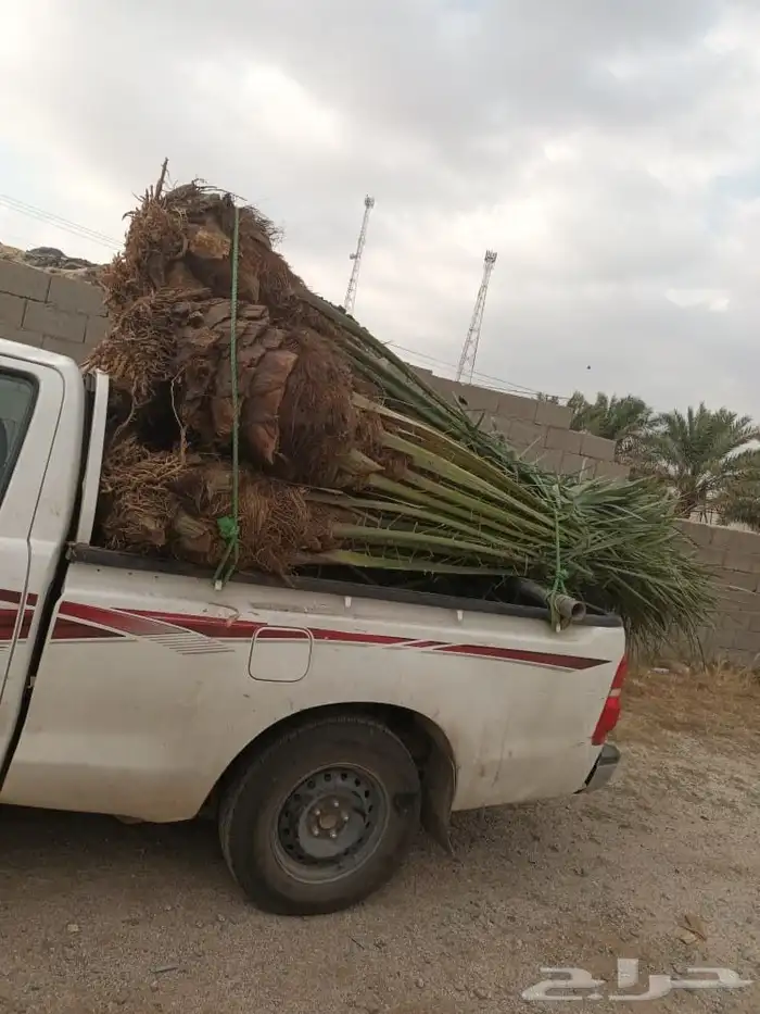 يوجد لدينا نخل للبيع 8