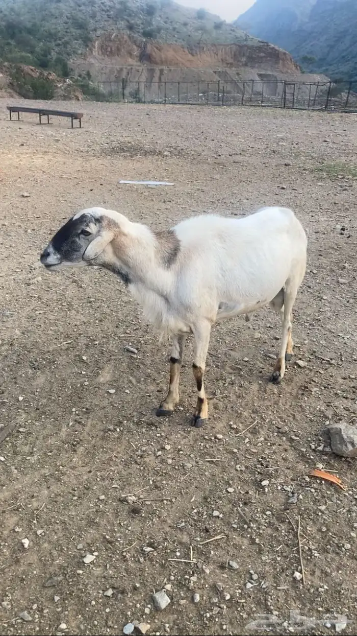 خروف مشروط 0