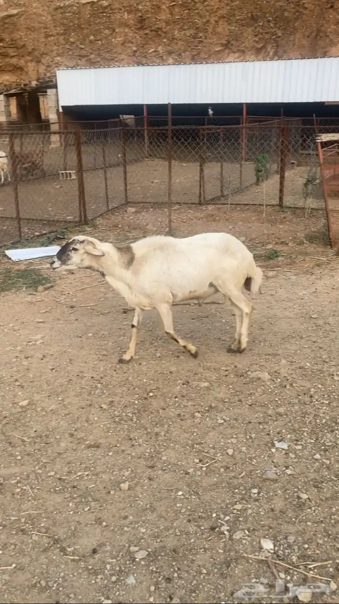 خروف مشروط 2