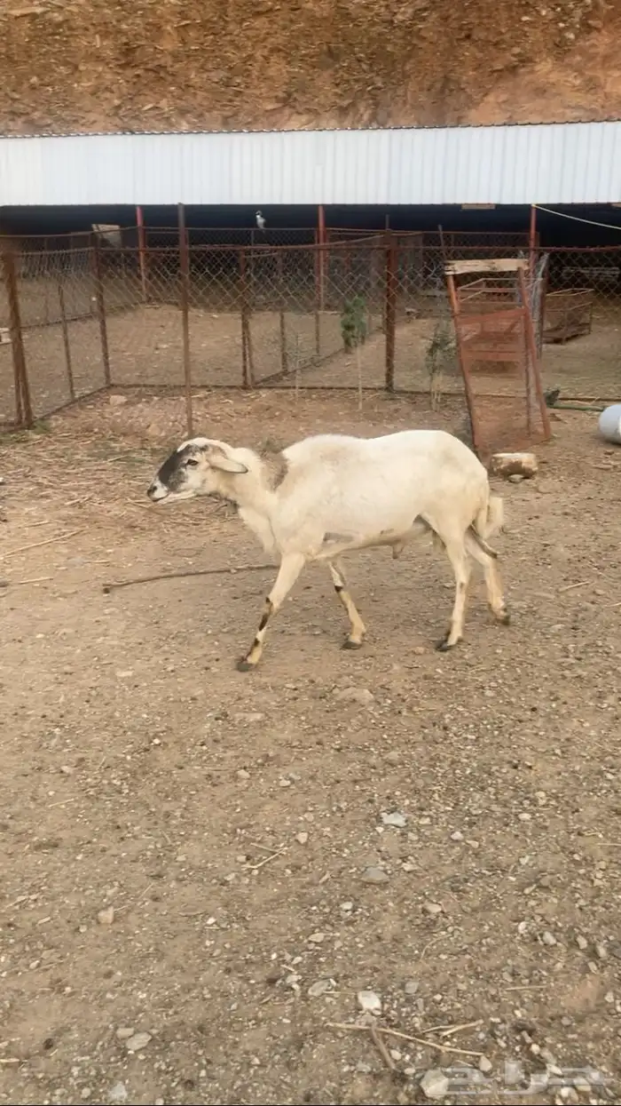 خروف مشروط 1