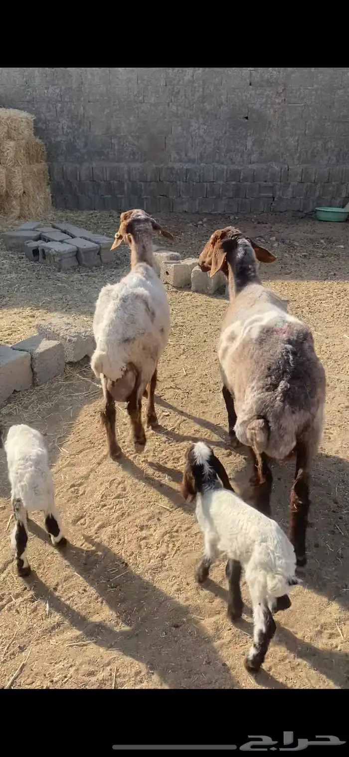 غنم رغايث 2شرط سن وروم وصحة وحده شقا 7