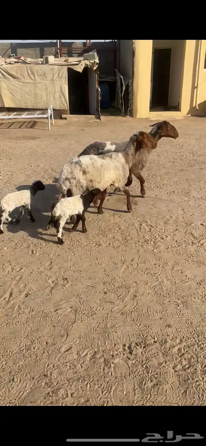 غنم رغايث 2شرط سن وروم وصحة وحده شقا 2