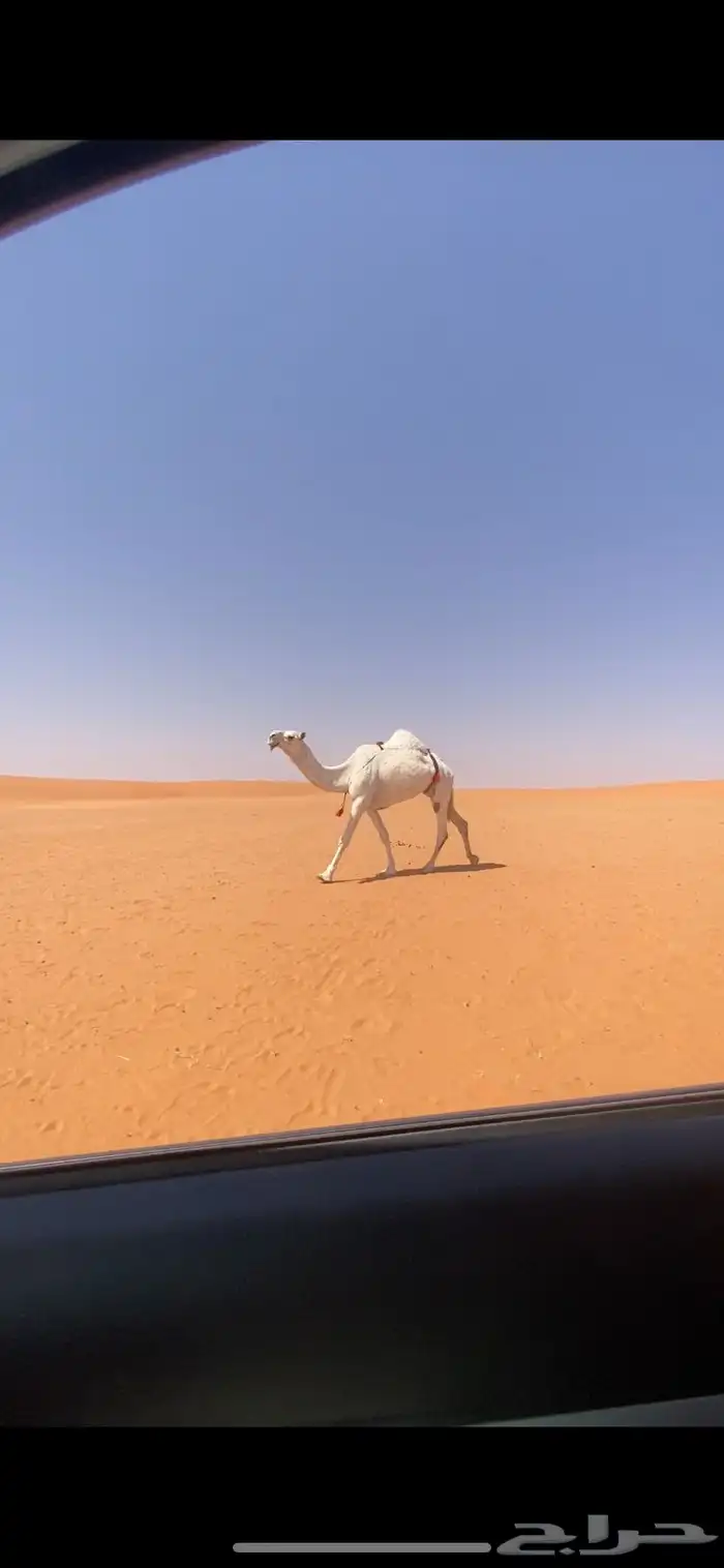 ضروبه 0