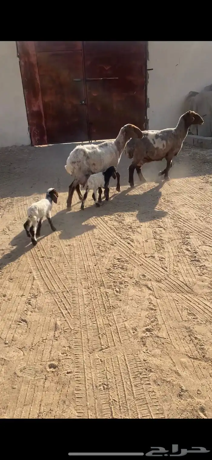 غنم رغايث 2شرط سن وروم وصحة وحده شقا 6