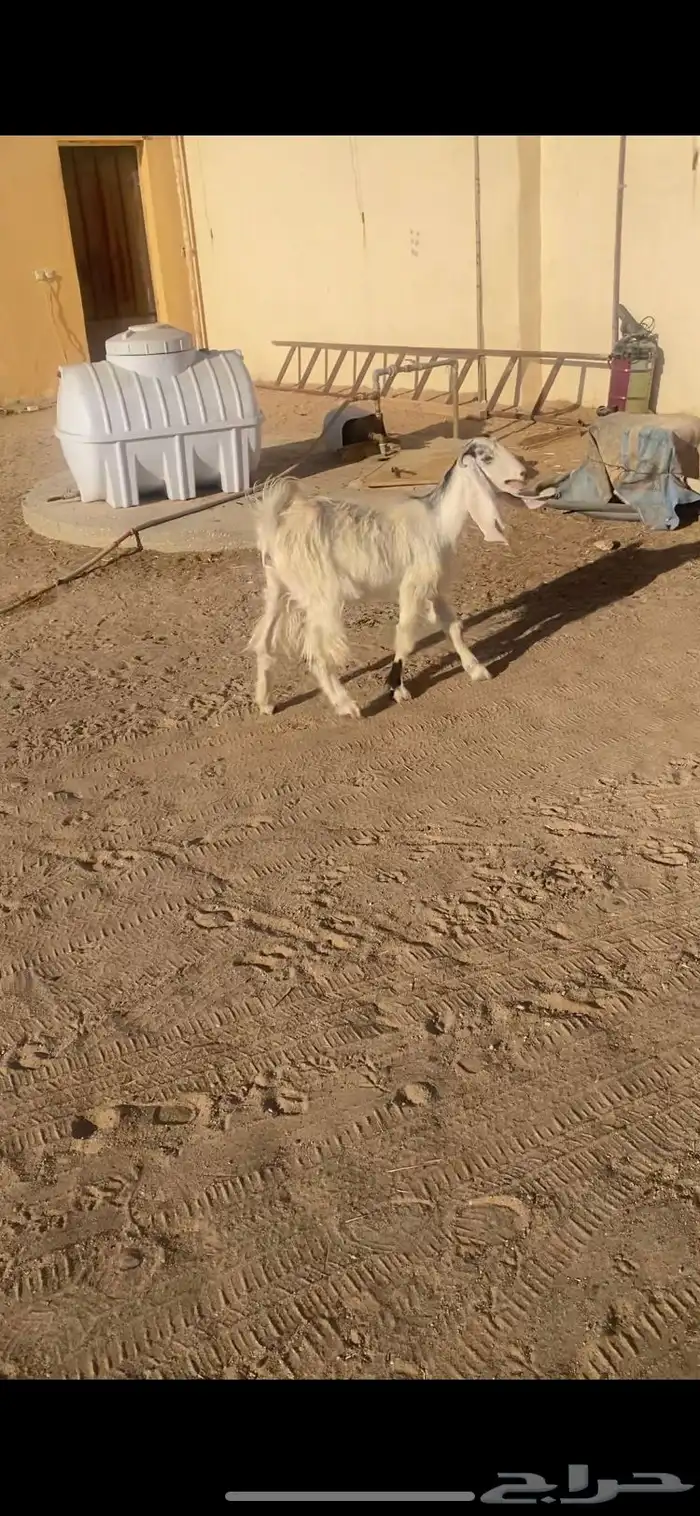 جفره جذعه ذبح ولا مجنوي طيبه 5شهور 3