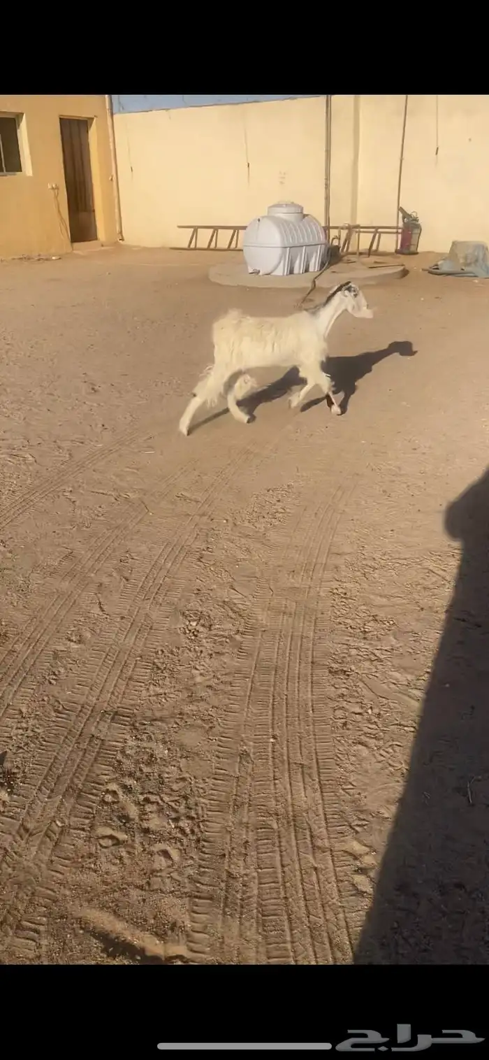 جفره جذعه ذبح ولا مجنوي طيبه 5شهور 1