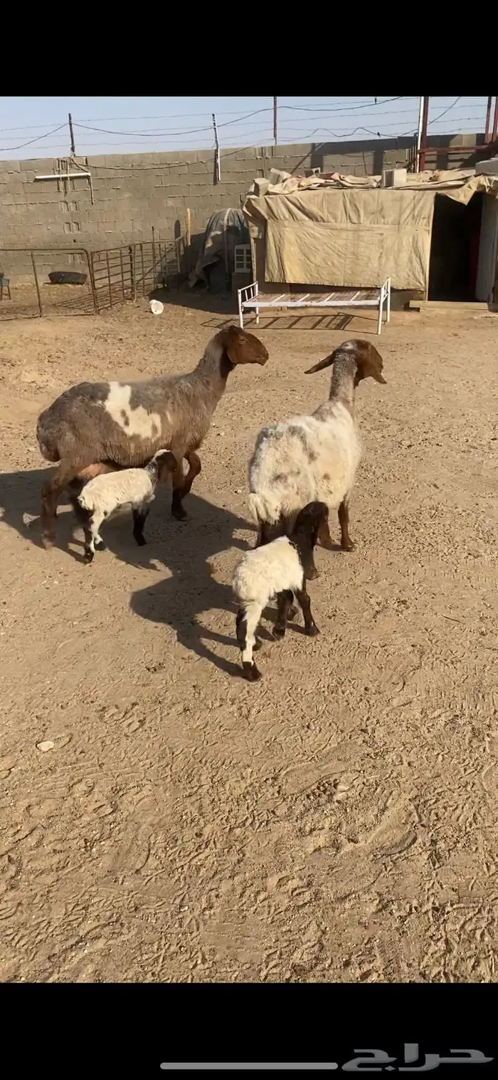 غنم رغايث 2شرط سن وروم وصحة وحده شقا 0