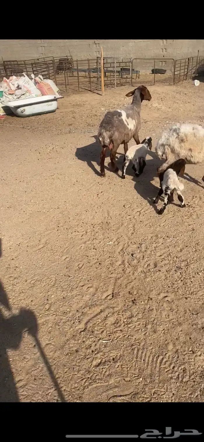 غنم رغايث 2شرط سن وروم وصحة وحده شقا 1