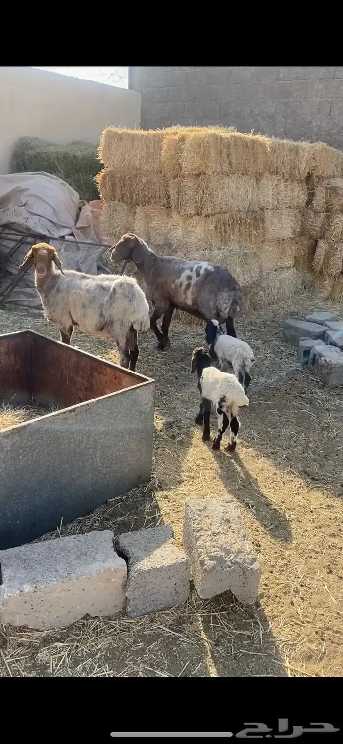 غنم رغايث 2شرط سن وروم وصحة وحده شقا 8