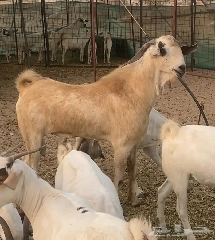 مشروع فحل بيشي صنف 4
