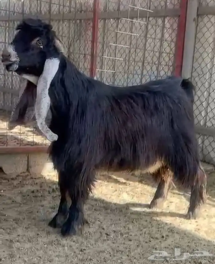 فحول طيبه للبيع ( 2 بورقت ) واحد عارضي 0