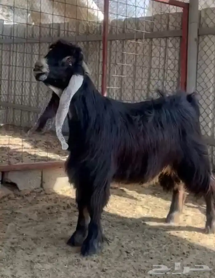 فحول طيبه للبيع ( 2 بورقت ) واحد عارضي 1