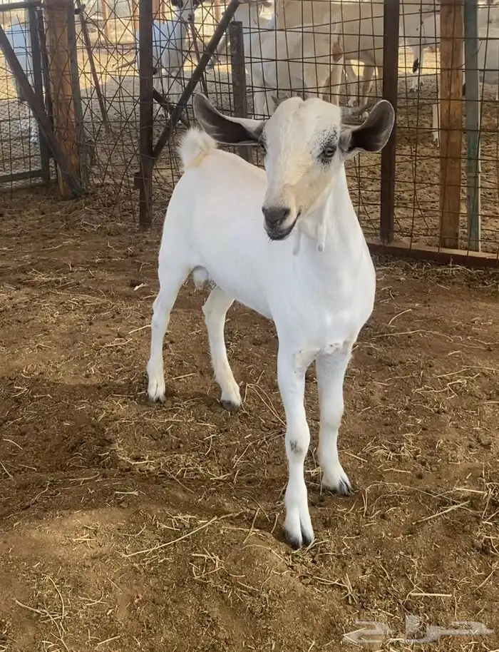 مشروع فحل بيشي صنف 2