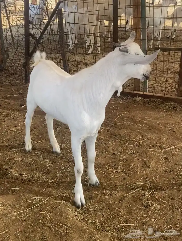 مشروع فحل بيشي صنف 1