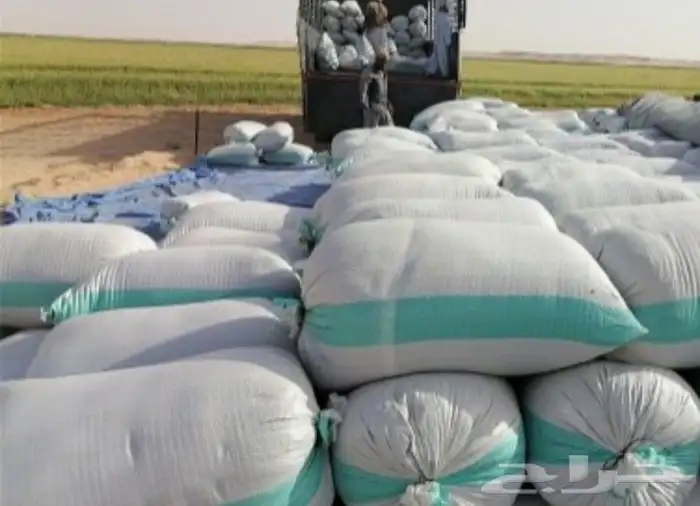 بذور رودس وطني 2