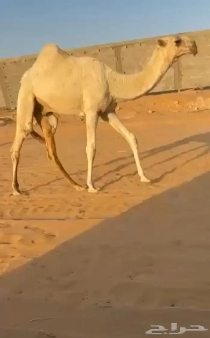 للبيع قعود حيسوني كفوو 0