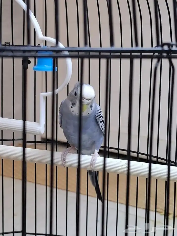 وادي حلي جنوب القنفذه 1