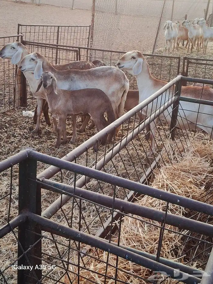 سواكن بلدي صنف 6