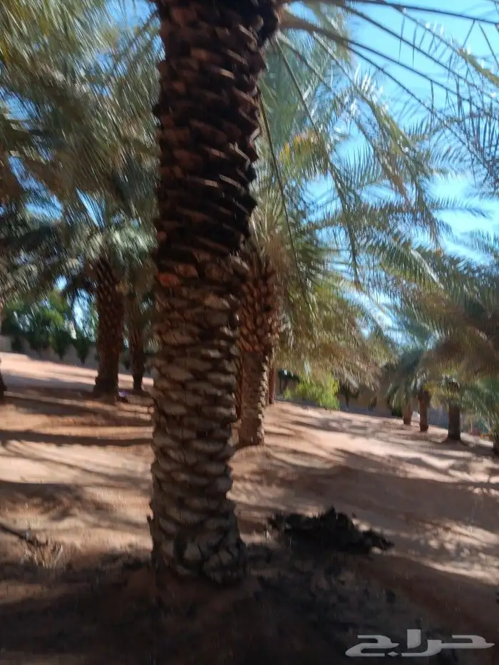 مرت شقراء المزاحمية الغاط الزلفي 5
