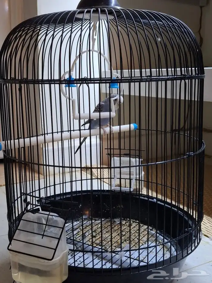 وادي حلي جنوب القنفذه 0