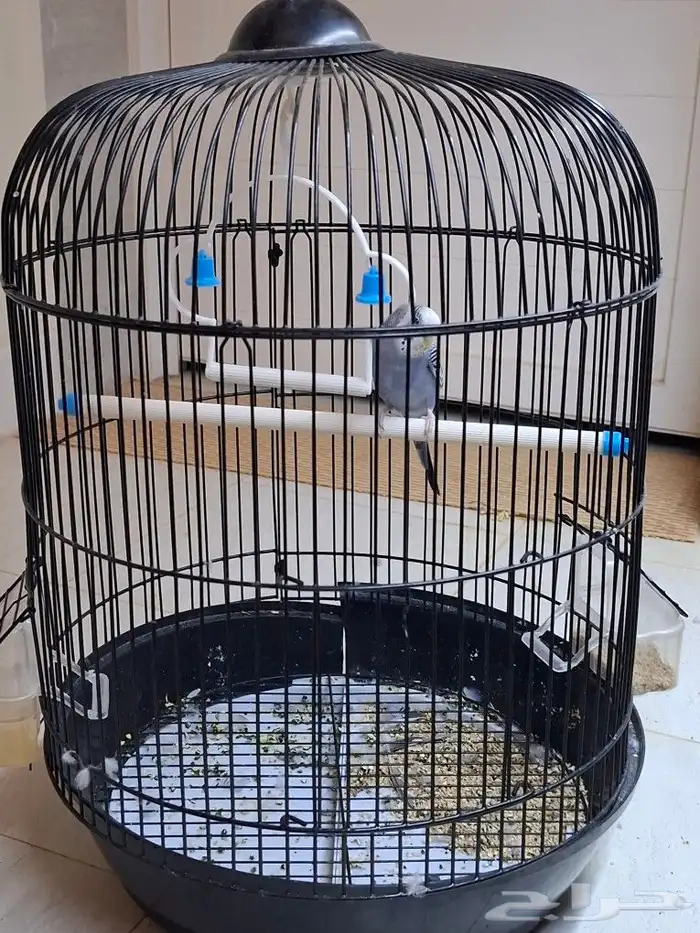 وادي حلي جنوب القنفذه 2