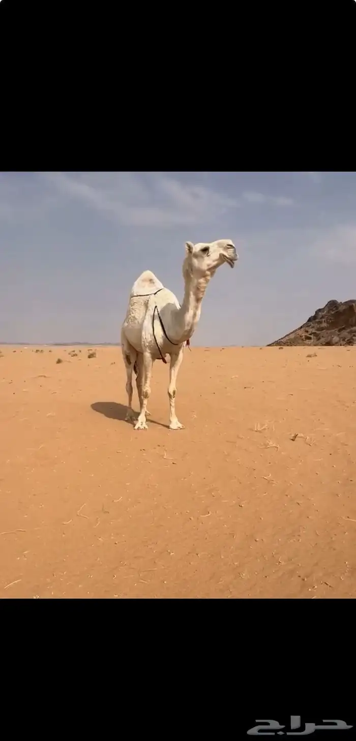 للبيع وضحاء كفووو خفوت 1