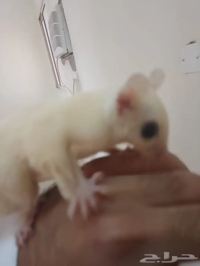 السنجاب الطائر 3