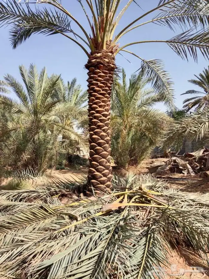 يوجد لدينا نخيل عربي من 3متر لا 4متر تكريب هلال 1
