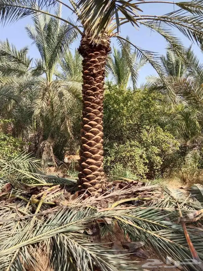 يوجد لدينا نخيل عربي من 3متر لا 4متر تكريب هلال 3