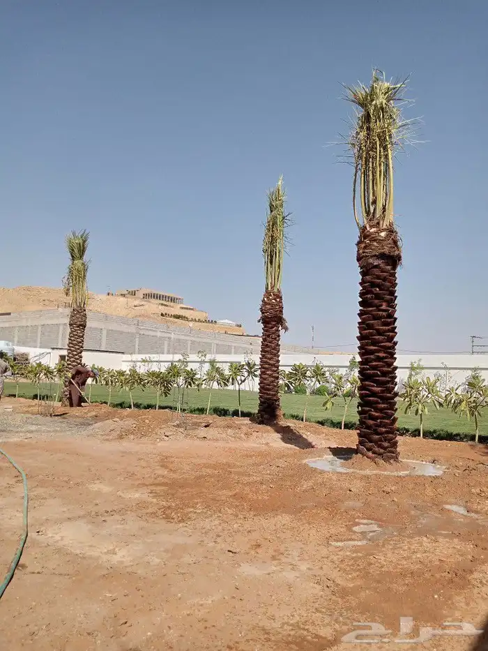 نخل مثمر فاخر للبيع واشنطني زينه للبيع نقايل صقعي برحي سكري 4
