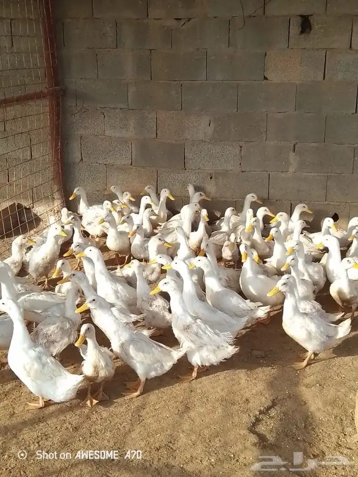 للبيع بط بكين العمر من شهرين الى ثلاث شهور العدد 45 جوز 0