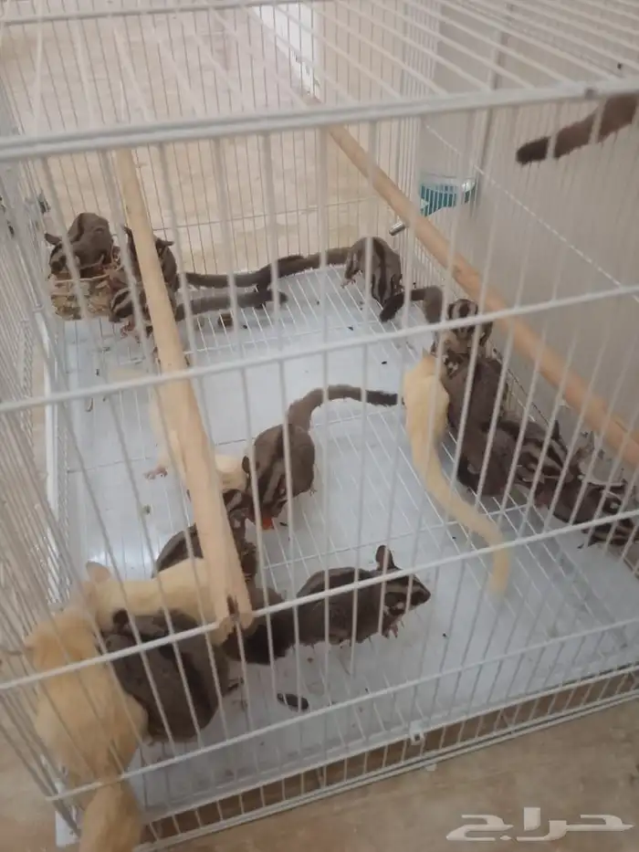 السنجاب الطائر 1