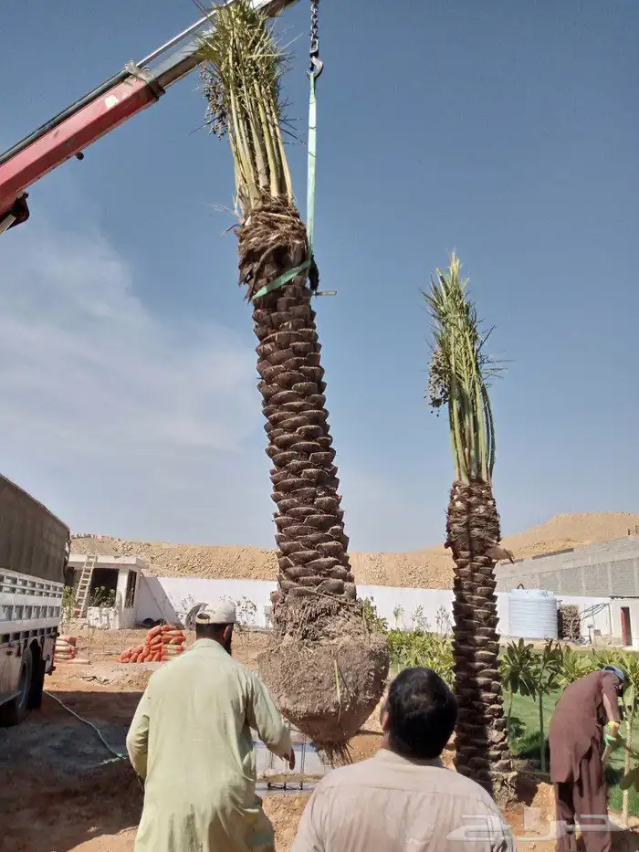 نخل مثمر فاخر للبيع واشنطني زينه للبيع نقايل صقعي برحي سكري 3