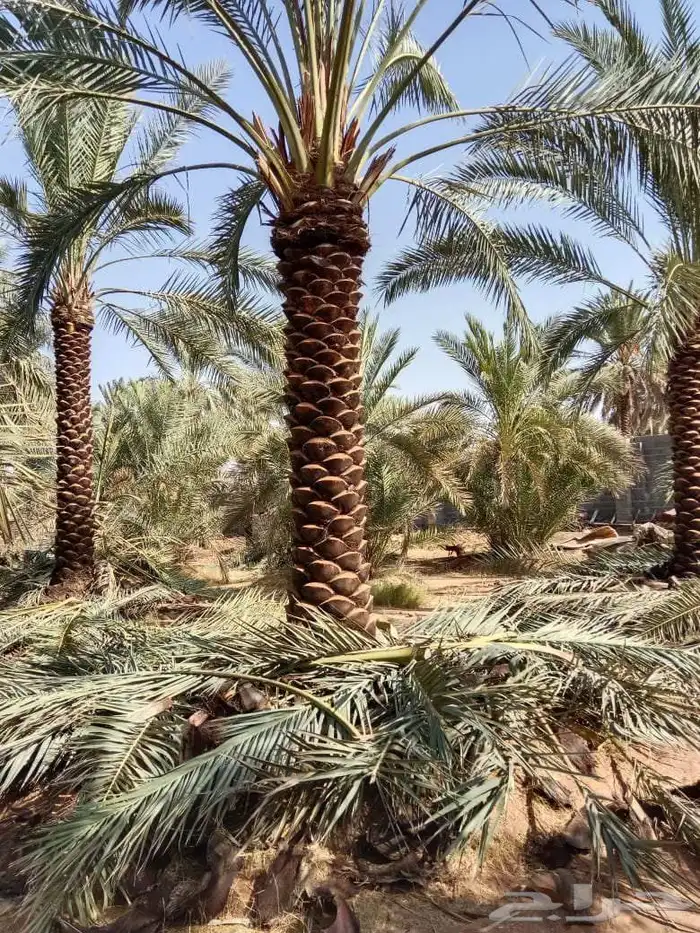 يوجد لدينا نخيل عربي من 3متر لا 4متر تكريب هلال 4