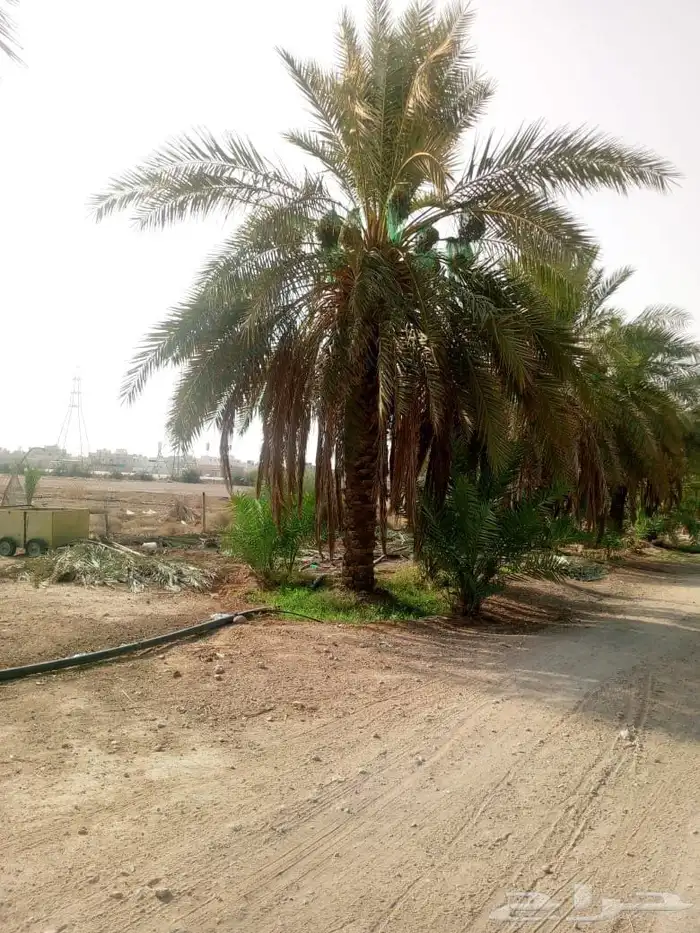 للبيع نخيل عربي مثمر نقايل وفسايل جميع المقاسات والانواع 4
