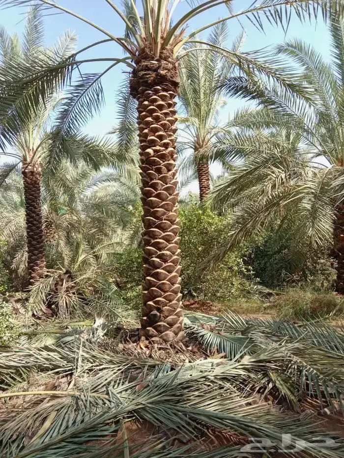 يوجد لدينا نخيل عربي من 3متر لا 4متر تكريب هلال 0